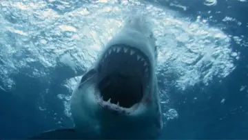 Zasłona do filmu "Great White North Invasion" #1172367