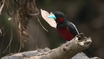 Zasłona do filmu "Bornéo, la forêt miraculée" #981036