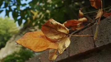 Zasłona do filmu "Kırağı Tutmuş Yaprak" #776788