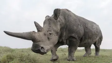 Zasłona do filmu "The Last Rhinos: A New Hope" #1583560