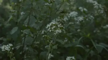 Zasłona do filmu "Para atrapar el viento" #539086