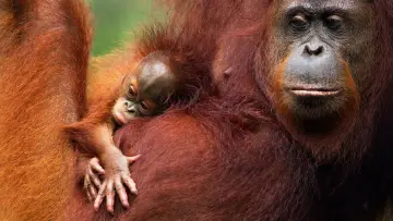 Zasłona do filmu "Orang-Utans - Borneos Waldmenschen" #922228