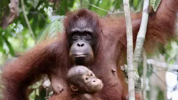 Zasłona do filmu "Orang-Utans - Borneos Waldmenschen" #922229