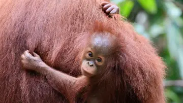 Zasłona do filmu "Orang-Utans - Borneos Waldmenschen" #922230
