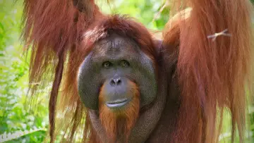 Zasłona do filmu "Orang-Utans - Borneos Waldmenschen" #922231