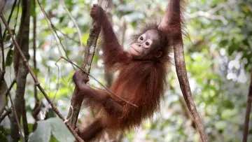 Zasłona do filmu "Orang-Utans - Borneos Waldmenschen" #922232