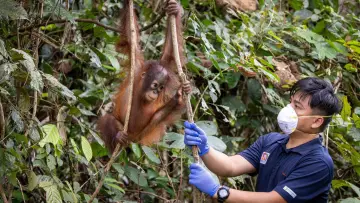 Zasłona do filmu "Orang-Utans - Borneos Waldmenschen" #922233