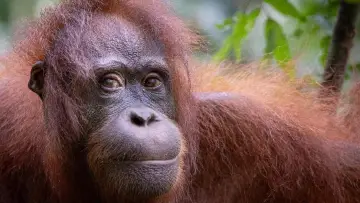 Zasłona do filmu "Orang-Utans - Borneos Waldmenschen" #922234