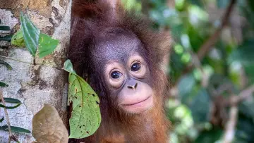 Zasłona do filmu "Orang-Utans - Borneos Waldmenschen" #922235