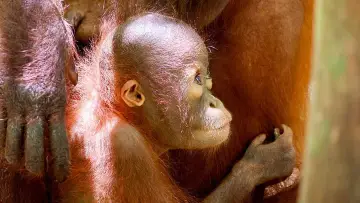 Zasłona do filmu "Orang-Utans - Borneos Waldmenschen" #922236