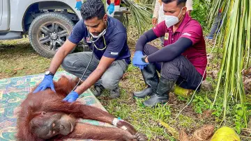 Zasłona do filmu "Orang-Utans - Borneos Waldmenschen" #922238
