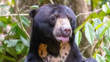 Zasłona do filmu "Orang-Utans - Borneos Waldmenschen" #922239