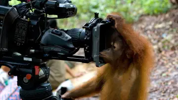 Zasłona do filmu "Orang-Utans - Borneos Waldmenschen" #922241