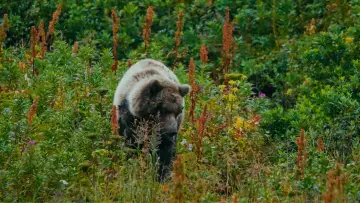 Zasłona do filmu "The Bear Beneath" #539354
