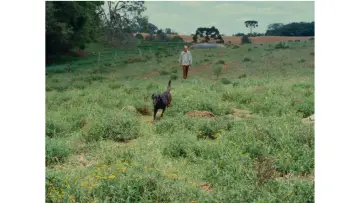 Zasłona do filmu "O Caçador" #973425