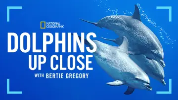 Zasłona do filmu "Bertie Gregory: bliskie spotkanie z delfinami" #980088