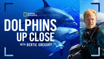 Zasłona do filmu "Bertie Gregory: bliskie spotkanie z delfinami" #980089