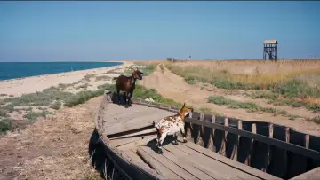 Zasłona do filmu "Немає тіні у лісі" #1297437