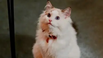 Zasłona do filmu "Christmas at the Catnip Café" #849855