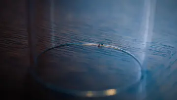 Zasłona do filmu "The Ant" #1191990