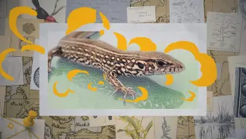 Zasłona do filmu "Darwin express - Les nouveaux défis de l