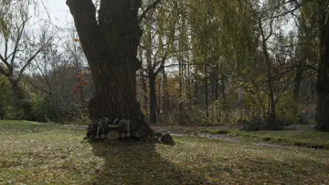 Zasłona do filmu "My Fighter" #1181464