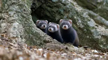 Zasłona do filmu "Polecat – Europe’s Relentless Hunter" #1191775