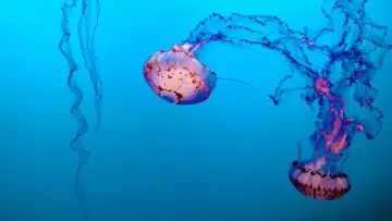 Zasłona do filmu "Méduses les souveraines des océans" #978092
