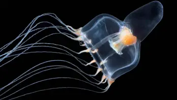 Zasłona do filmu "Méduses les souveraines des océans" #978093