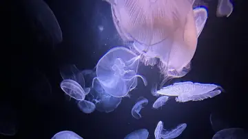Zasłona do filmu "Méduses les souveraines des océans" #978094