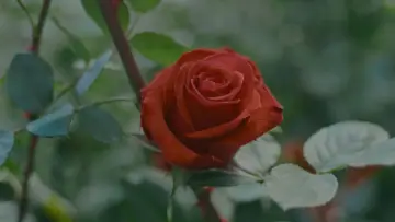 Zasłona do filmu "From Ecuador With Love" #822085