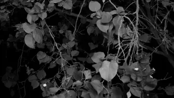 Zasłona do filmu "between tea and the ashtray" #919597
