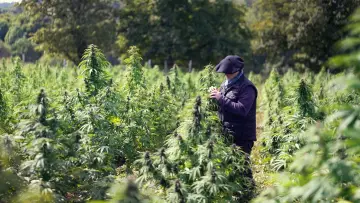 Zasłona do filmu "Cannabis, un paradoxe français" #1589728