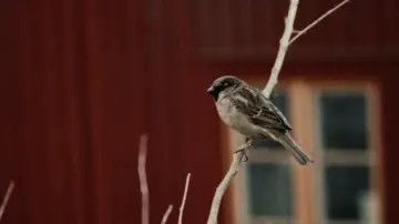 Zasłona do filmu "La Presa" #1615635