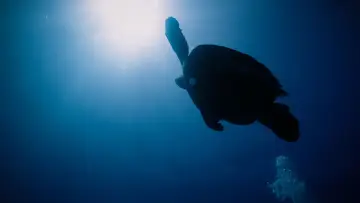 Zasłona do filmu "Return: Salvando a las Tortugas" #543132