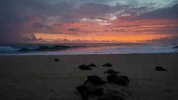 Zasłona do filmu "Return: Salvando a las Tortugas" #543133