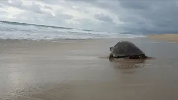 Zasłona do filmu "Return: Salvando a las Tortugas" #543134