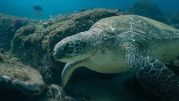 Zasłona do filmu "Return: Salvando a las Tortugas" #543137