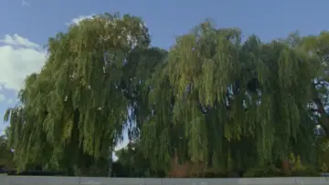 Zasłona do filmu "Willow World" #777813