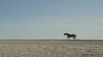 Zasłona do filmu "Guided by Horses" #957995