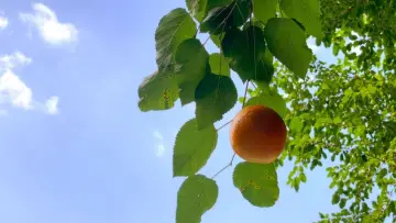 Zasłona do filmu "Tangerine" #568681