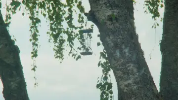 Zasłona do filmu "Du slår meg som en kul fyr" #563285
