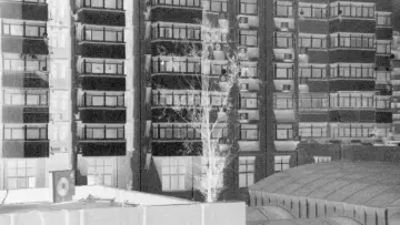 Zasłona do filmu "混凝土枝杈" #572570