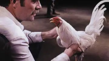 Zasłona do filmu "Supercock" #694175