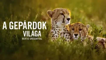 Zasłona do filmu "Cheetahs Up Close with Bertie Gregory" #539388