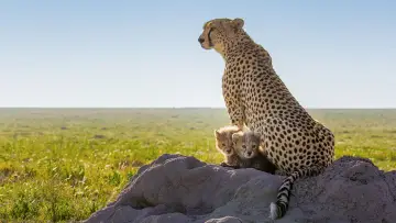 Zasłona do filmu "Cheetahs Up Close with Bertie Gregory" #539393