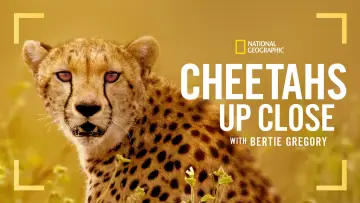 Zasłona do filmu "Cheetahs Up Close with Bertie Gregory" #539395