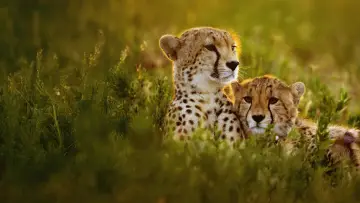 Zasłona do filmu "Cheetahs Up Close with Bertie Gregory" #539397