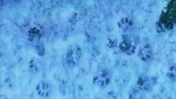Zasłona do filmu "Vague Void" #1139755