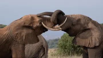 Zasłona do filmu "Tusker: Brotherhood of Elephants" #1173046